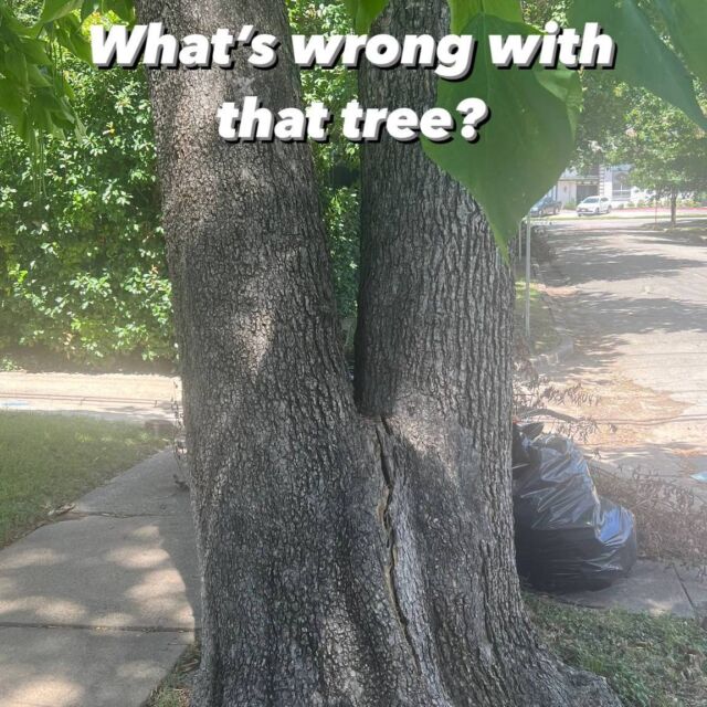 What's wrong Wednesday.

🔎 This Catlapa has a split between the co-dominant stems. 

❗️ As much as we love trees and would like to save as many as we can, this tree is not a good candidate for cabling and bracing. The split goes very far and is very close to the ground.

😞 With this tree the only safe thing to do is to remove the tree before it fails.

Learn More: https://texastreesurgeons.com/cabling-and-bracing