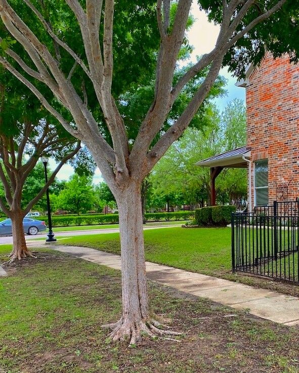 Simply put, turf grass and trees do not come from the same natural environment. In an urban environment, turf grass and trees are artificially united in a single ecosystem. So what can homeowners do?

Let go of perfection. Embrace other plants as ground cover other than grass.

#grass #turfgrass #competingrootsystems

https://texastreesurgeons.com/blog/2022/08/22/grass-under-trees/