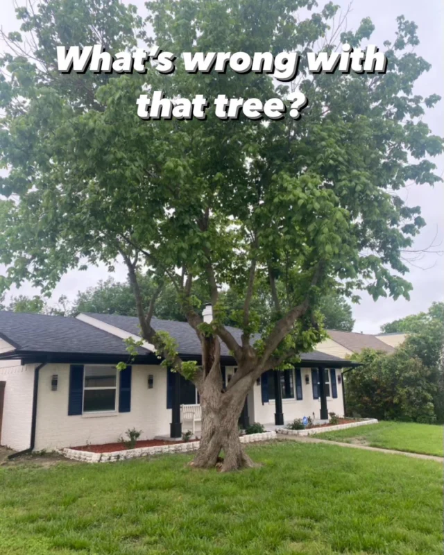 What's wrong Wednesday. 

This hollow box elder is proof that trees are profoundly amazing. 

🌳 Trees can live for a long time as long as there is enough connected vascular tissue. This is how hollow trees can survive for decades and how sometimes a branch can be partially broken and hanging but still green. 

❤️ Heartwood (the middle of the tree) is essentially dead wood. It used to be sapwood but was chemically changed when the tree put new growth rings / sapwood. The heartwood has no function toward the metabolism or actual life force of the tree. It also has no defenses, which is why when it’s exposed on certain species of trees, it will eventually hollow out.

🤔 Should it be removed? Maybe, depends on the owners risk threshold. The decay is compartmentalized and there is good strong wound wood. This box elder is still missing a big section of vascular tissue where the outer trunk would be, and that’s a bigger consideration than missing heartwood. Heartwood is structurally helpful but not as much as vascular tissue, which is where trees get most of their strength.

Have questions concerning the health of you trees? Schedule an assessment with our certified arborists: https://texastreesurgeons.com/request-pricing/

#heartwood #welovetrees #whatswrongwednesday #TRAQ #vasculartissue #cooltrees #boxelder #northtexastrees #northtexas