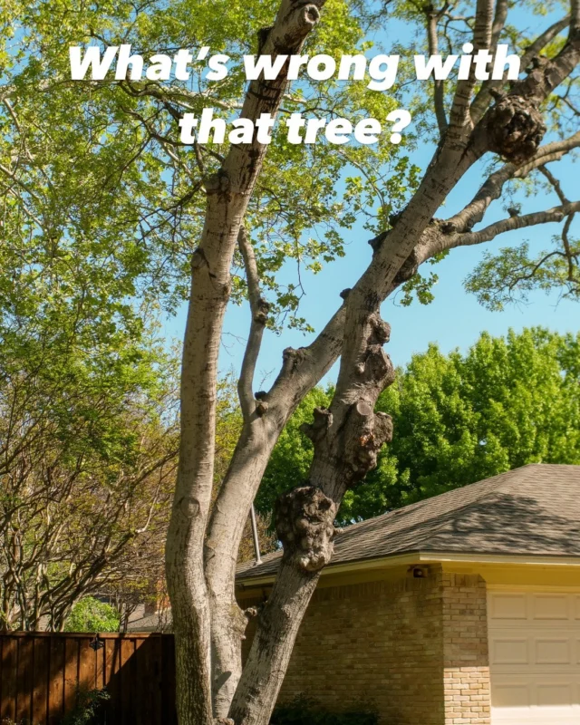 Whats Wrong Wednesday.

😳 Those large growths on this red oak are called burls. Burls occur on a tree when they have become stressed, or injured, and the tree creates a deformed growth.

🌳 While burls can look unsightly they usually don't affect the tree and are considered quite valuable to woodworkers because of their unique wood grain.

🪚 We don't recommend removing burls but if you end up having a tree removed that have burls let your woodworker friends know. They will thank you for this rare wood.

#burl