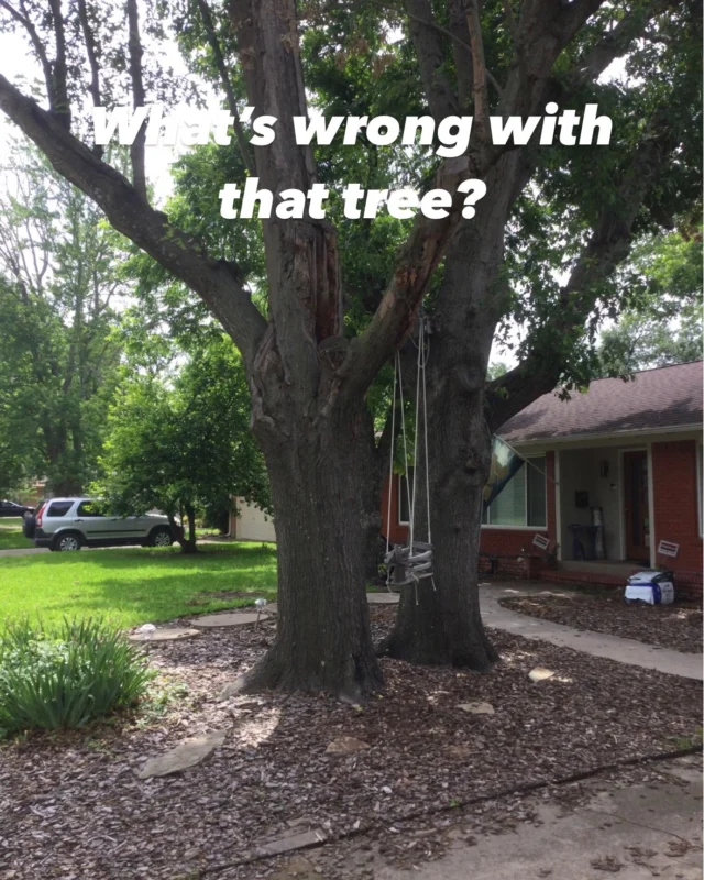 What's wrong Wednesday.

😱 It's a Halloween decoration, right?

❌ Safety is a top concern for us, especially when harm is preventable. Hanging a swing on a tree for your children to use is dangerous for a multiple of reasons.

😟 This tree is obviously under stress and isn't healthy. You can see the damage on  branch the swing is hung on.

🌳 Even if the tree isn't visibly damaged you can't tell what the heartwood underneath the bark is like.

🚫 The likelihood of a branch failing is high due to multiple unknowns (health of branch; fungus, decay, burrowing insect) and the amount of force a persons puts on the branch with their weight and movement.

👎 There are too many unknowns, keep your family safe. Don't hang a swing on your tree. Unless this is truly just a spooky halloween decoration. We are 100% frightened.