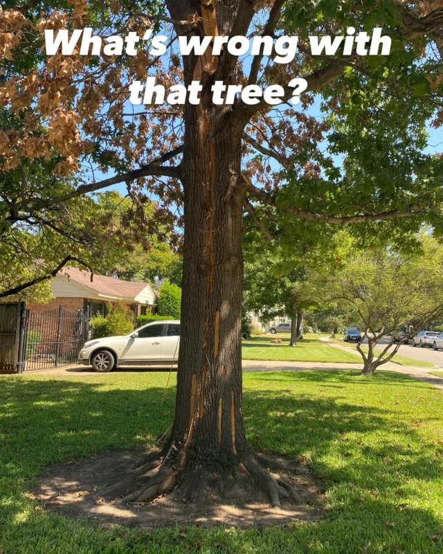 What's wrong Wednesday.

⚡️ Unfortunately this tree has not been healing well post lightening strike. The canopy is sparse with dieback.

👀 Not all trees that are struck by lightning have visible damage and because the extent of internal damage are unknown they should be closely monitored and assessed by an ISA Certified Arborist.

🐛 Injuries like this may not cause immediate structural damage but could invite borers, disease, and future structural decline.

🌳 When in doubt schedule an assessment with one of our arborists and have peace of mind.