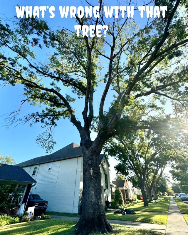 What's wrong Wednesday.

💀 This tree is terrifying, and it's not the Halloween decorations!

😱 There is rot at the base of tree which means there is a loss of wood strength and stability.

🪚 The branches have heading cuts which you don't normally see on a mature tree unless its due to restoration pruning from being severely storm damaged. This tree looks like it has been improperly pruned and is suffering from that.

👻 Hypoxylon Canker is pall bearer of death. Once a tree has become weak enough for Hypoxylon Canker to affect their health, there is nothing to do but risk management. The tree is in decline and will eventually die.

🫣 This tree really needs an assessment from an arborist to mitigate risk and failure. Not a trick or a treat. 

🧐 https://texastreesurgeons.com/hypoxylon-canker/