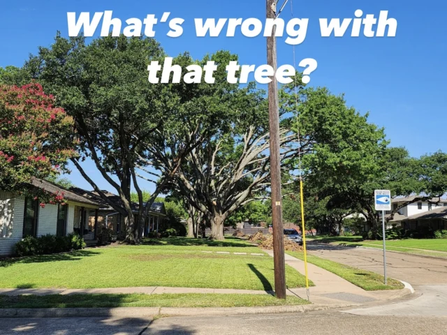 What's wrong Wednesday.

Stop the insanity. For some reason a large majority of people thinks this is beautiful, but in reality this is a man made disaster. The tree on the right is a perfect example of over pruning. There are no branches along the center of the tree with weight only on the tips. 

🪚 We know this seems counterintuitive, but when all the weight is at the end of a limb or branch rather than spread across it increases the amount of force on the branch. Leading to it be more prone to breakage.

☀️ Increased risk of decay from sunscald. Without the internal leaves the tree is overexposed.

🌡 When temperatures reach over  98° the leaves in the outer company are too hot to produce food. Only interior leaves that are shaded and cooler are able to produce food for the tree, which this tree is severely lacking.

🍽 Trees like humans need the proper nutrients to survive. With the interior leaves stripped away there is reduced food production which reduces overall health.

Learn more: https://texastreesurgeons.com/over-pruning/

#overpruning #welovetrees #lessismore #stoptheinsanity #texastreesurgeons #northtexastrees #northtexas #whatswrongwednsday