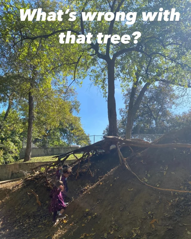 What's wrong Wednesday.

❤️ Tree appreciation post. Despite all the soil erosion this tree is surviving and determined to stay alive. 

🌳 Trees have different types of roots that serve different functions. Permanent roots that provide support, and temporary feeder roots whose primary function is to uptake water and nutrients to the tree.

💪 As you can see trees help with erosion, there would be a lot less soil if it wasn't there. Their deep root systems help stabilize slopes and slow landslides unlike turf whose root systems are shallow.

🧐 https://texastreesurgeons.com/will-root-disturbance-kill-my-tree/