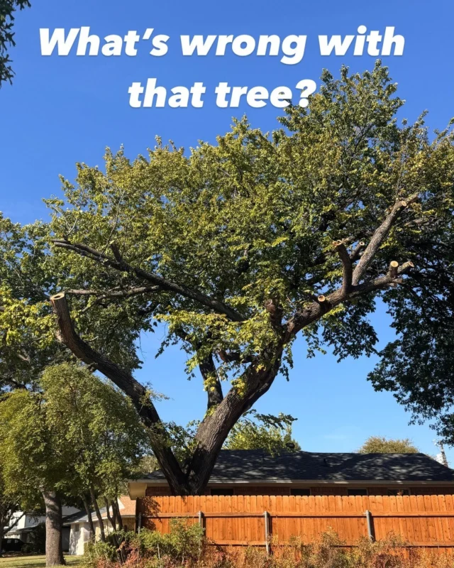 What's wrong Wednesday.

Tell me bluntly what's wrong. 

🪚 To stub or not to stub. Best practices were to never stub but studies have shown sometimes this is best practice. For example to slow the spread of disease on infected branches. Cut's like these should be done only under the guidance of a certified arborist.

🌳 Trees are living organisms, and every cut that’s made on a tree has long-term effects. Many people are surprised that a proper and healthy tree trim often removes less than they expect.

🪵 In general, pruning cuts should be as small in diameter as possible to achieve the desired goals, and cuts should leave the branch collar, the ridge of bark where the branch attaches, intact. 

🧐 https://texastreesurgeons.com/restoration-pruning/