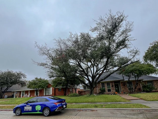 How are live oaks more or less susceptible to insects and diseases than other varieties of oaks? Homeowners keep an eye for these issues.

#liveoak #rootdisturbance #oakwilt #insects&Diseases #TDAlicense #pestinfestations #planthealthcare #treehealthcare #waspgalls #chlorosis #arboristservices

https://texastreesurgeons.com/common-problems-effecting-live-oaks/