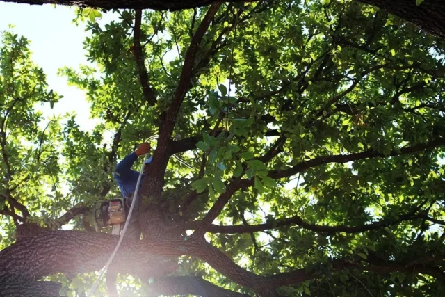 Scheduling tree trimming during less active pest periods, such as the cooler seasons (now through late January), remains a key defense against oak wilt.
#whiteoaks #oak #liveoaks #redoaks #pruning #oakwilt #trimming

https://texastreesurgeons.com/blog/2024/11/20/best-time-to-prune-oak-trees/