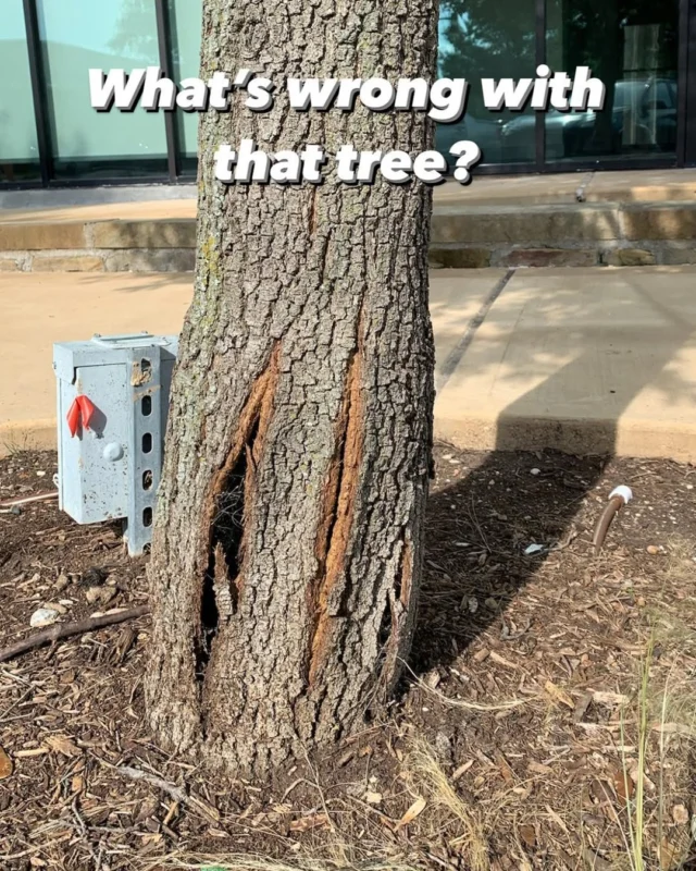 What's wrong Wednesday.

PSA It is expected to snow TOMORROW, please protect your plants and trees.

❄ This is an example of extreme freeze damage on a live oak after the 2021 storm. As you can see there are 'frost' cracks on the trunk. 

🌨 Other common signs of frost damage on a live oak are brown leaves and wilted leaves.

🥶 The best way to protect your tree from freeze damage is to water regularly, apply mulch, and do not over-prune.

Learn more: 
☃️ https://texastreesurgeons.com/freeze-damage
🌨 https://texastreesurgeons.com/the-best-way-to-protect-your-trees-from-freeze-damage