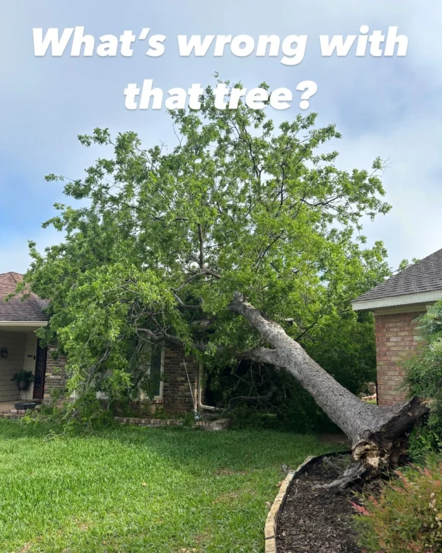 Whats wrong Wednesday.

This hackberry tree failed, but why?

👀 If you look closely you will see evidence on the base of the tree of Kretzchmaria also known as Brittle Cinder Fungus.

🍄 This fungal disease has spread through the hackberry's living tissue causing significant damage and decay for the tree. The tree looks like it has snapped away from its roots due to root rot.

🪚 Kretzschmaria is always present in the soil, and can infect a tree when there is root or trunk damage. Even the tiniest cut in the bark can be an entry point for the microscopic fungal spores.

🌳 Incorporating proper mulching techniques and enhancing soil quality around your trees can act as a preventive measure against root injuries, which often serve as gateways for this pathogen.

🤔 Learn more: https://texastreesurgeons.com/kretzchmaria-fungal-disease/

 #welovetrees #certifiedarborist #rootdistrubance #whatswrongwednesday #ISAcertifiedArborist #northtexas #kretzchmaria #BrittleCinderFungus #spores #treefail #safety #treesurgeon