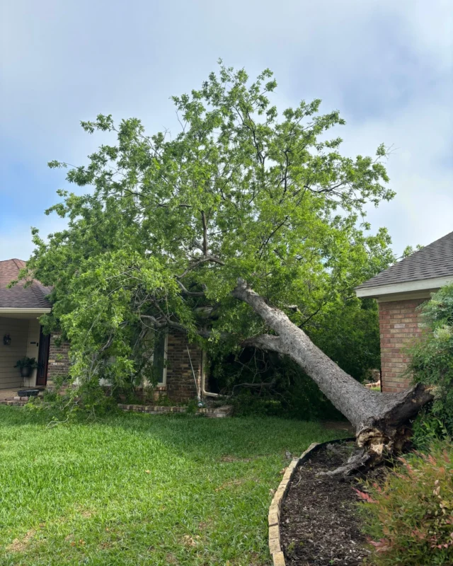 Mushrooms like Kretzchmaria / Brittle Cinder Fungus are a cause for concern because it can spread through a tree’s living tissue causing significant damage and decay for the tree. 
#hackberry #fungalinfection #rootrot #fruitingbody #BrittleCinderFungus #fungaldisease #treeremoval #treehealthcare #mushroom #maple #arboristservices #Pecan

https://texastreesurgeons.com/kretzchmaria-fungal-disease/