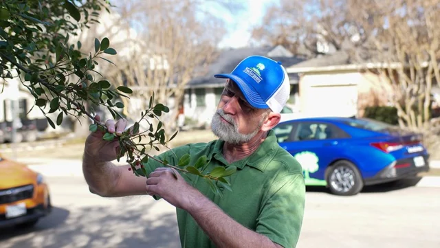 Tree surgeons love trees. We are arborists who specialize in the care and maintenance of trees. The importance of our role is akin to that of a doctor, treating trees with the precision needed to preserve their health and beauty. We love trees.

💚 https://texastreesurgeons.com/what-is-a-tree-surgeon/