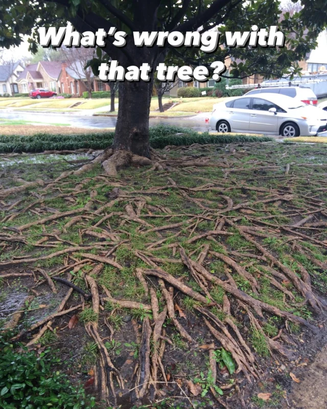 What's wrong Wednesday.

👀 These are extensive magnolia surface roots. There's actually nothing wrong with the tree, despite it looking like this.

🌳 Typically surface roots appear due to compacted soil which is common here in North Texas because of our soil types. 

💦 Roots need water and oxygen and when the soil is compacted roots will tend to grow up.

🪚 Additionally do not cut or shave the roots or you will end up killing your tree.

https://texastreesurgeons.com/will-root-disturbance-kill-my-tree/