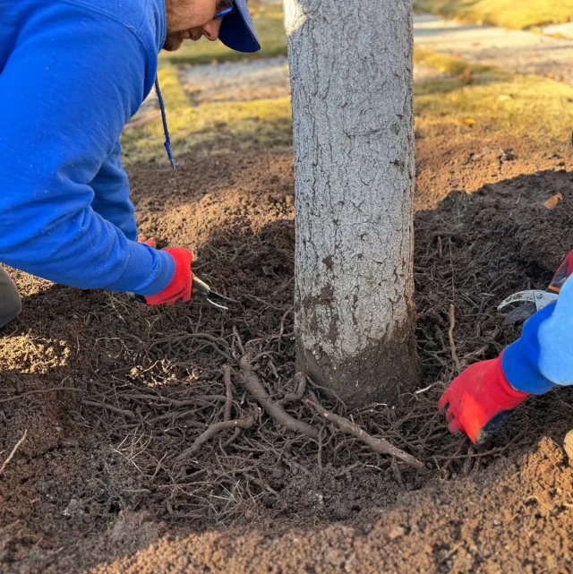 We typically say root disruption is a bad thing, but not when it's to correct girdling roots. Root pruning should be done to young trees prior to planting, but it is also effective after.

#airspading #howtoplantatree #girdlingroots #rootdisruption #youngtree #treehealthcare #rootpruning #arboristservices

https://texastreesurgeons.com/root-pruning-young-trees/