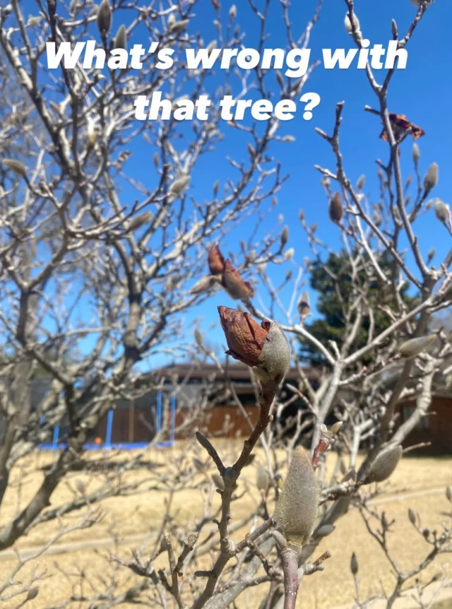 Whats wrong Wednesday.

❄ While magnolia tulips buds are freeze-resistant, open magnolia flowers can quickly turn brown after exposure to temperatures about 30°F or lower. 

🥀 The erratic temperatures North Texas has had with highs and lows has made this tree (and us too) confused when true spring was here.

🌳 This damage is mostly cosmetic, meaning they may have fewer blooms this season, while already having a short blooming window.

Looking for spring inspiration? https://texastreesurgeons.com/ornamental-trees-dallas/