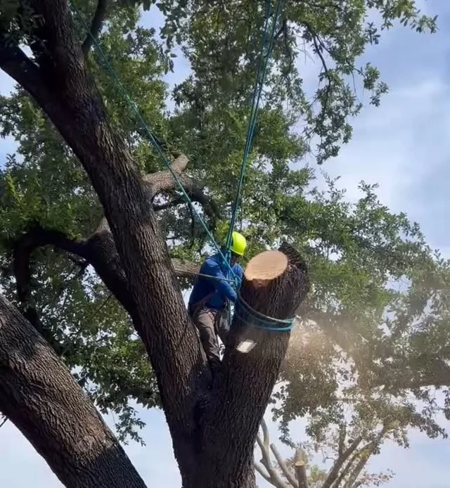 The rain has stopped and our crews are ready to help remove storm damaged trees. Fastest way to get scheduled is to use our emergency form submission:

🚨 https://texastreesurgeons.com/emergency/