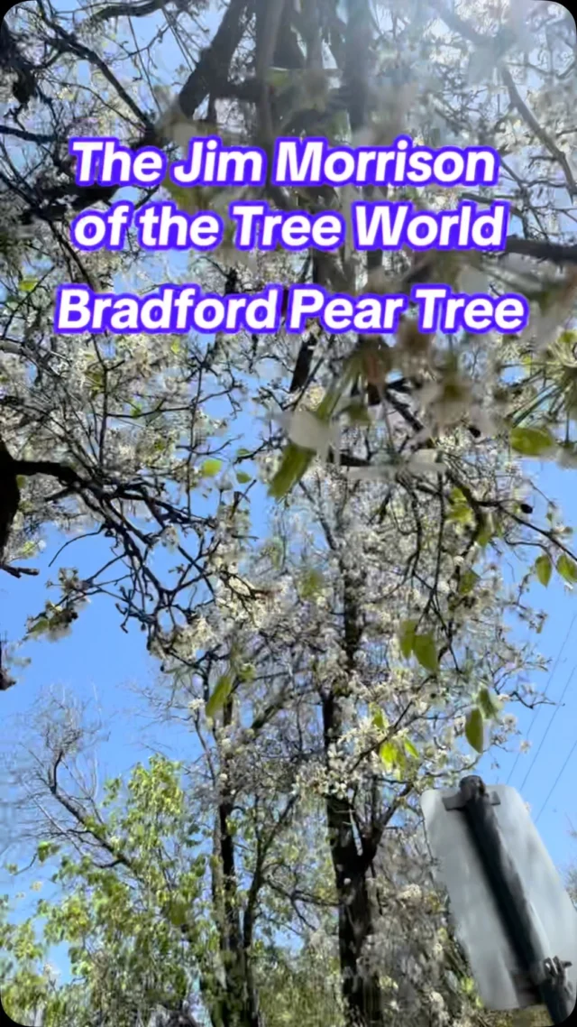 There’s a lot of Bradford pear tree hate this time of year. Is it founded? 

Yes.

We found a row of them and you can see the damage from broken branches. There is even a recent removal of one, but they forgot the rest! 😏

Call us, we can help! #thetreewelovetohate #welovetrees #arboristlife #arboristsoftiktok #arborist