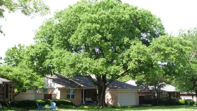 North Texas is known for its hot summers, erratic temperature patterns, and now a weekly freeze during winters. Understanding the regional climate can help you choose trees that will not only survive but thrive in these conditions.

#urbantrees #treeselection #treerecommendations #citytrees #NorthTexasNativeTrees

https://texastreesurgeons.com/north-texas-trees-guide/