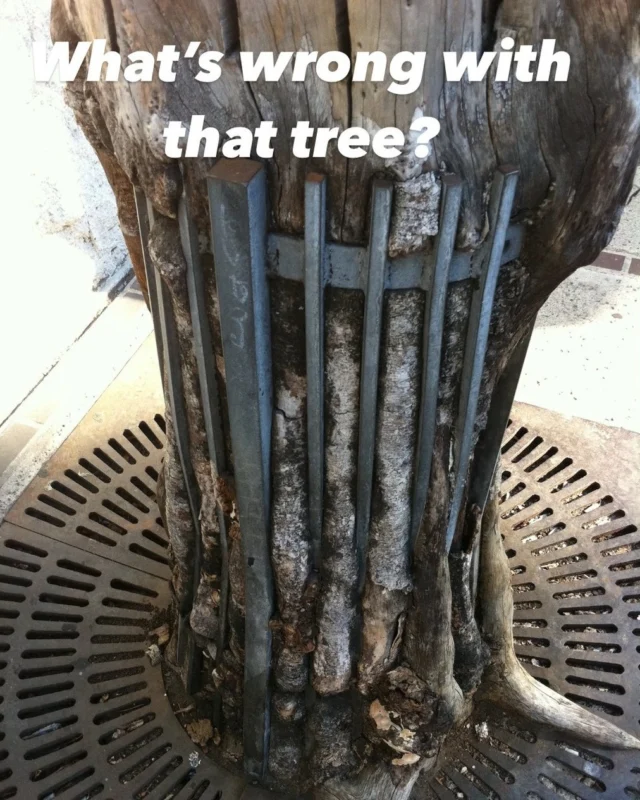What's wrong Wednesday.

👀 Urban trees experience a lot more environmental stressors than those that grow in a forest. This tree is fighting for space.

🌳 Trees in an urban setting have multiple stressors that combined will eventually kill this tree. Despite that, this tree is still growing.

Learn more: https://texastreesurgeons.com/why-city-trees-and-forest-trees-have-different-needs