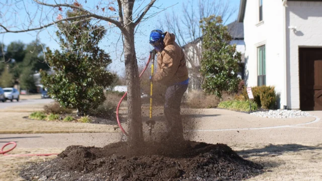 Urban soils are heavily compacted from general construction activities, turf installation, routine irrigation, and mechanical and human traffic. These activities compact the soil, reducing root expansion and water penetration. How can we help? Airspading involves specialized equipment that uses pneumatic air to fracture the compacted soils, allowing air and water to easily penetrate the root zone.

#soilcompaction #arboristservices #airspading #treehealthcare

https://texastreesurgeons.com/air-spading-tree-care/
