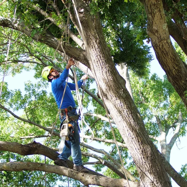 Annual assessments with a certified arborist will help determine the frequency of trimming your tree needs. With trees less is more, avoid over pruning.

#pruning #trimming

https://texastreesurgeons.com/tree-trimming-frequency/