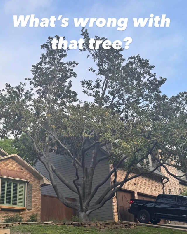 Whats wrong Wednesday.

Can you even tell what type of tree this is? Let us know below.

🫣 Sorry, we are feeling a little naked and drafty.

🪚 This tree has been so over pruned that it looks like its pretending to be a different species. 

👎 Over pruning starves the tree, increases risk of decay, and changes structural stability. None of those things are beneficial for the tree. We say this a lot, less is more when it comes to tree trimming.

Get to the root of why over pruning is bad for tree health: https://texastreesurgeons.com/over-pruning/