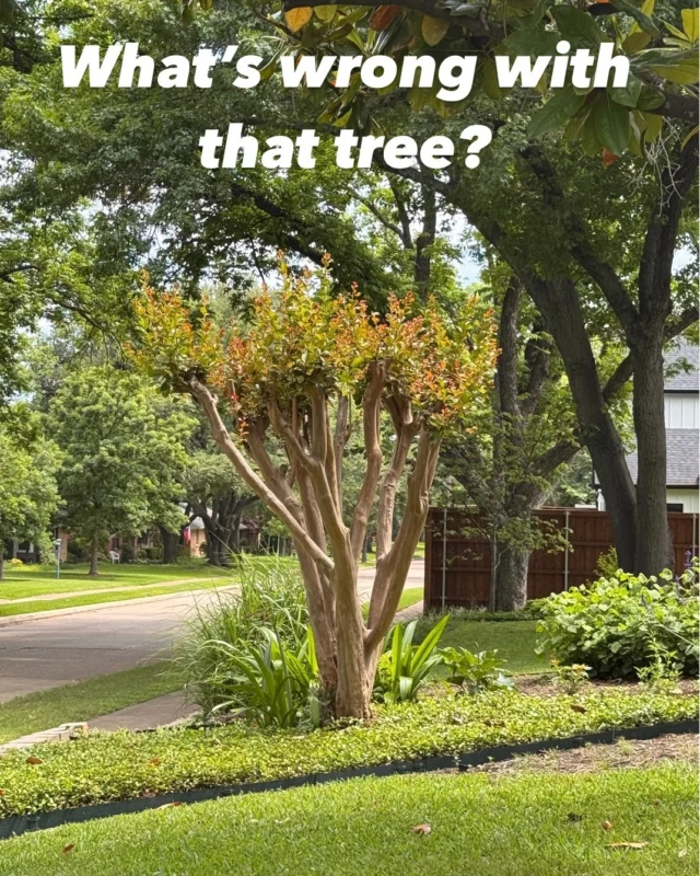 What's wrong Wednesday.

This needs to become a dead trend. There is nothing natural or beneficial in doing this to crepe myrtles, or any tree for that matter.

🫣 Despite what you may have heard topping doesn’t increase bloom production.

🌳 Topping creates poor branch structure because it disrupts that natural growth structure causing weak new sprouts. 

👎 By removing that much canopy you also starve the tree. Leaves are how trees produce food to feed themselves.

😉 Leave buzz cuts for humans, not trees.

🚫 https://texastreesurgeons.com/topping-is-bad/