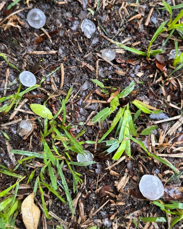 Beware of hail damage on your tree. If your tree is severely damaged from hail do not stand under the drip line (canopy) until it has been professionally assessed by a TRAQ certified arborist and all hazards have been removed.

#storm #stormdamage #emergencytreework #extremeweather #emergencyremoval #arboristservices #Arborist #treedamage #hail #emergency

https://texastreesurgeons.com/blog/2025/05/06/hail-damaged-trees/