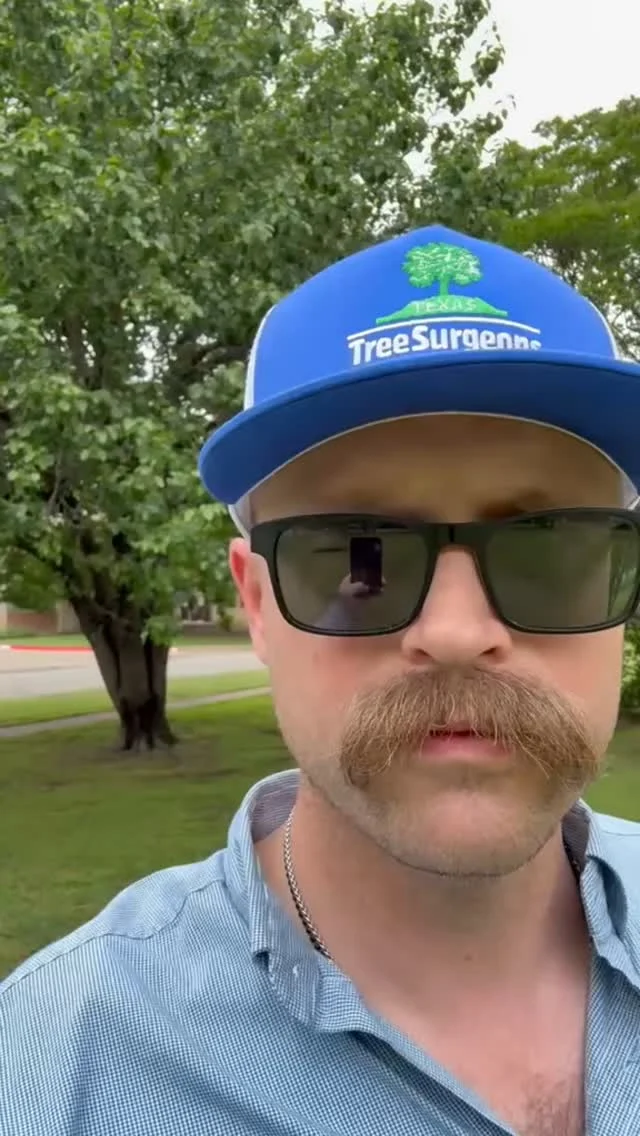 How to prune a bradford pear tree to prevent it from breaking during a storm.
