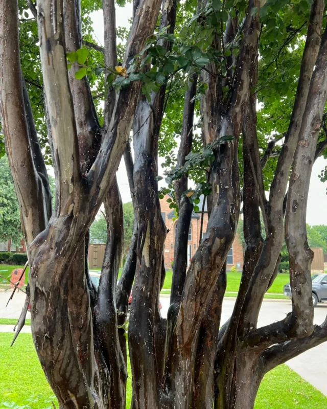 We are seeing a lot of insects and diseases affecting crape myrtles this season. Schedule an appointment with our Certified Arborists if you notice any of these red flags.
#treesurgeon #scale #powderymildew #honeydew #blackmold #surfaceinsecticide #crepemyrtle #sap #Aphids #insectactivity #insects #insecticidalsoap #treecare #factsandguides #insects&Diseases #sootymold #crapemyrtle #Disease

https://texastreesurgeons.com/blog/2024/06/29/crape-myrtle-insects-diseases/