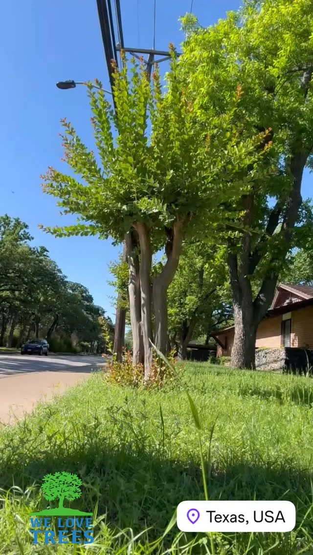 Who’s guilty of this? 

#crepemyrtle #topping #welovetrees #certifiedarborist #texastreesurgeons #isacertifiedarborist