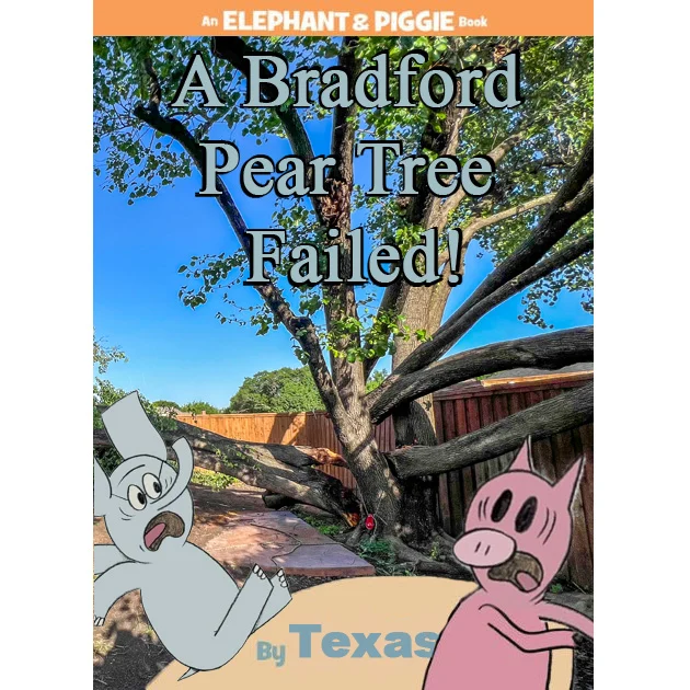 Bradford Pear trees split more often than not due to their poor structure. Don't get caught under their shade. Once they reach about 25 years its not if but when they will fail.

Stay safe.

https://texastreesurgeons.com/tree-facts-bradford-pear/