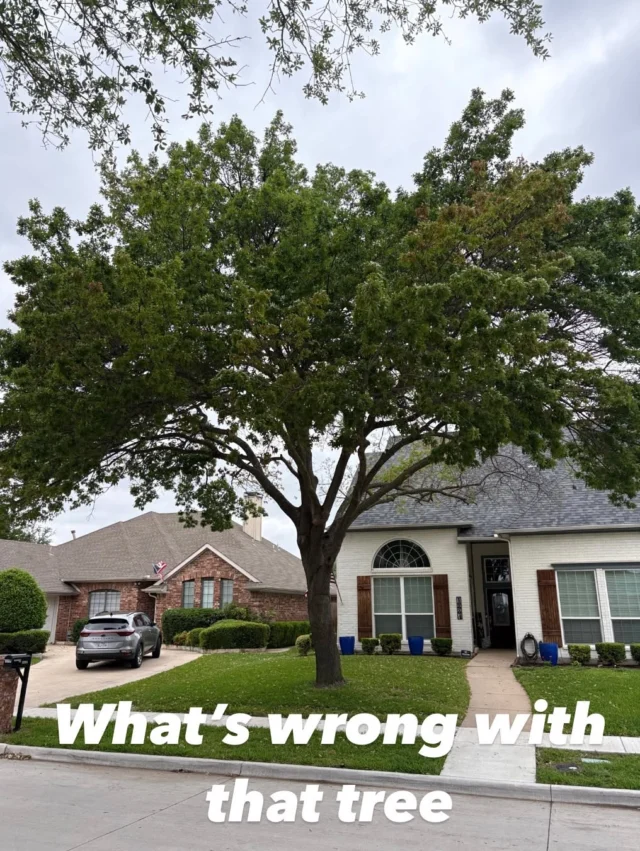 Whats wrong Wednesday.

We don't know for certain whats causing this oak tree to have discolored leaves but it is possible it could be oak wilt, or weed and feed side effects.

👎 Unpopular statement, Weed and Feed is bad for trees. Tree's are a woody stemmed plant and the herbicide in weed and feed products is designed to kill exactly that.

🔍 The signs of stress caused by weed and feed are; reduce vigor, wrinkled leaves, damages outer layer of leaf, and limp droopy leaves

Do your trees a favor, don't use weed & feed. https://texastreesurgeons.com/weed-and-feed-is-bad-for-trees/