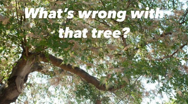 Whats wrong Wednesday.

Nothing to be alarmed about.

🐛 While the hackberry leafroller can cause defoliation, there is little cause for concern. 

🌳 Healthy trees in good soil can withstand extensive defoliation. While trees that are under stress may suffer more from unseasonal leaf loss, hackberries are hardy, native trees in North Texas and will likely recover during the next growing season. 

Learn more: https://texastreesurgeons.com/hackberry-leafrollers-are-back/