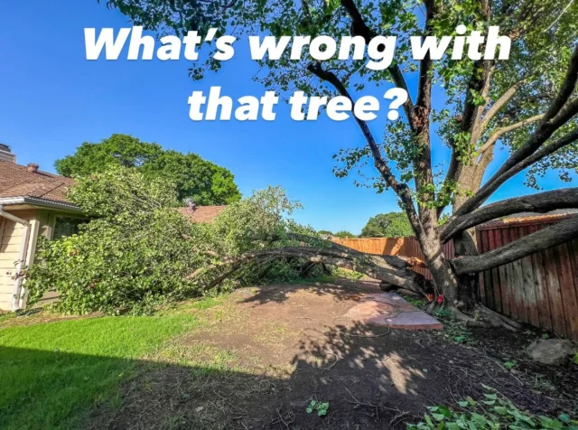Whats wrong Wednesday.

With bradford pear tree's its not if but when they will fail. 

🫣 Bradford pear trees  when they reach the end of their 30-year life span start to fail. Depending on size and location that can create a lot of damage.

👀 Want to avoid that? Paul, an ISA Certified Arborist has some great advice. Watch it here: https://www.tiktok.com/t/ZTjuoduCn/