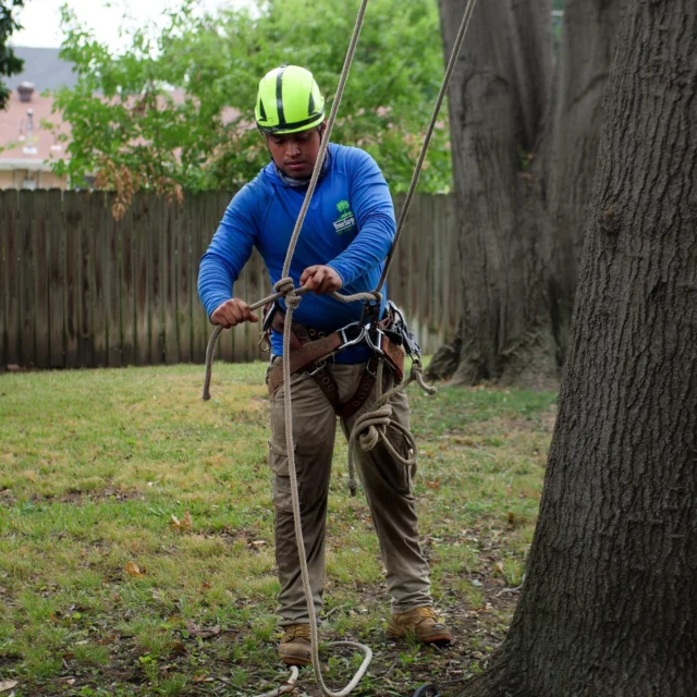When looking for an arborist near me make sure that you do your research. Landscaper ≠ Arborist
#arboristnearme #localtrees #arboristservices #ISAcertifiedArborist #Arborist #localarborist

https://texastreesurgeons.com/?p=3659