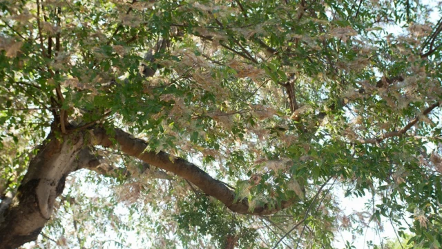 Leafrollers can inflict damage by feeding on the leaves and cause defoliation. Healthy trees can withstand this, make sure you are regularly watering and inspecting your trees.
#treehealthcare #hackberryleafrollers #Arborist #hackberries #treecare #defoliation #pesticide

https://texastreesurgeons.com/?p=3660