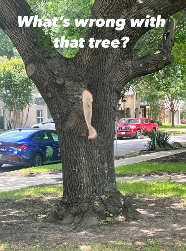 Whats wrong Wednesday.

🫣 We call this the homeowner/ landscaper special. Do us favor, hire a certified arborist to help with tree care.

😭 Why is this a problem? Most likely this oak tree suffered storm damage and someone removed the jagged edges with a cut that is excessively large.

❤️‍🩹 The branch bark collar was removed which makes it harder for the tree to  compartmentalize the wound. You can see the cut is so deep that there is a divot in the trunk exposing vascular tissue. With it currently being oak wilt season, this wound makes it more prone to possible infection. 

🪚 It is best practice to create the smallest cut possible so there is less wound area. Hiring a certified arborist will ensure that the right care is taken to prevent damage.

🌳 https://texastreesurgeons.com/arborist-near-me-questions/