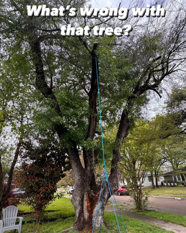 Whats wrong Wednesday. 

Safety is a top concern for us, especially when harm is preventable. Hanging a swing on a tree for your children to use is dangerous for a multiple of reasons.

😟 This tree is obviously under stress and isn't healthy. You can see the damage on the trunk and branch the swing is hung on.

🌳 Even if the tree isn't visibly damaged you can't tell what the heartwood underneath the bark is like. 

🚫 The likelihood of a branch failing is high due to multiple unknowns (health of branch; fungus, decay, burrowing insect) and the amount of force a persons puts on the branch with their weight and movement.
 
☀️ Last summer we saw a lot of healthy seeming trees lose their branches suddenly during the extreme heat.

👎 There are too many unknowns, keep your family safe. Don't hang a swing on your trees.
