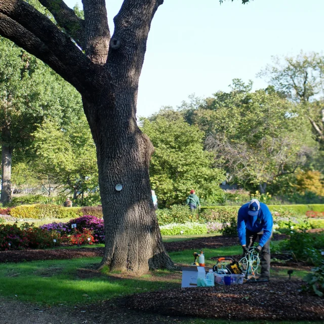 EAB has been confirmed in several Texas counties including Collin, Dallas, Denton, and Tarrant.  Any city or large organization or complex that manages a high number of trees, must act proactively to protect public safety, budgets, and the integrity of the landscape. #consutling #rapideabassessment #eab #ISAcertifiedArborist #treehealthcare #MunicipalArborist #emeraldashborer

https://texastreesurgeons.com/rapid-eab-assessment/