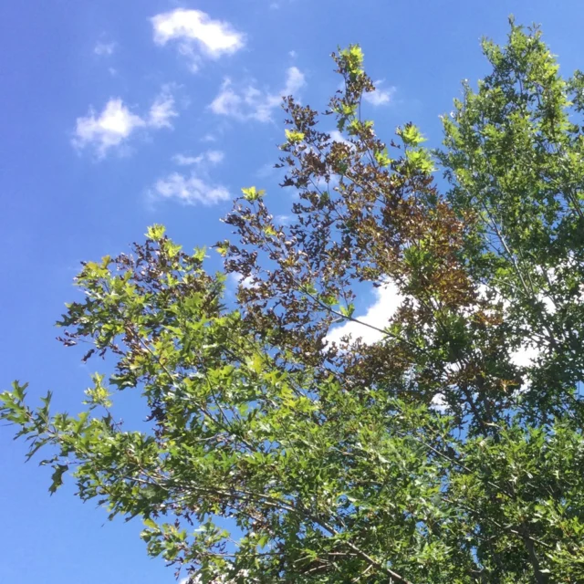 We talk a lot about stress in trees. We can all agree being stressed isn't great. That's true for trees too. Trees in an urban environment are more stressed and are more prone to health problems because of several environmental factors. In young or already stressed trees, untreated anthracnose can accelerate overall decline. Early detection and ongoing care are essential to keeping trees healthy. 
#hardwoodspecies #anthracnose #elms #treehealthcare #diseasemanagement #sycamores #oaks

https://texastreesurgeons.com/blog/2025/07/10/anthracnose/
