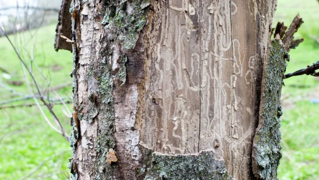 Because most borers are opportunistic, maintaining overall tree health is the most effective defense. That means; water regularly, prune strategically, use mulch, and assess regularly. 
#emeraldashborer #certifiedarborist #borer #treehealthcare

https://texastreesurgeons.com/protecting-trees-from-borers/