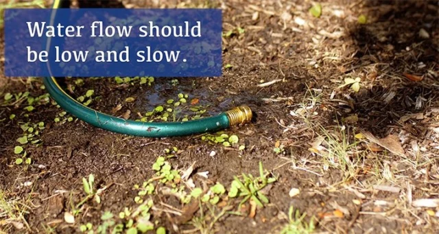 How do you prefer to drink water? Through a straw, sipping from a cup, or spritzed at? Your tree isn' that different. #howto #watering #treecare #Arborist #drought #video

https://texastreesurgeons.com/blog/2023/09/19/how-to-water-your-tree-during-a-drought/
