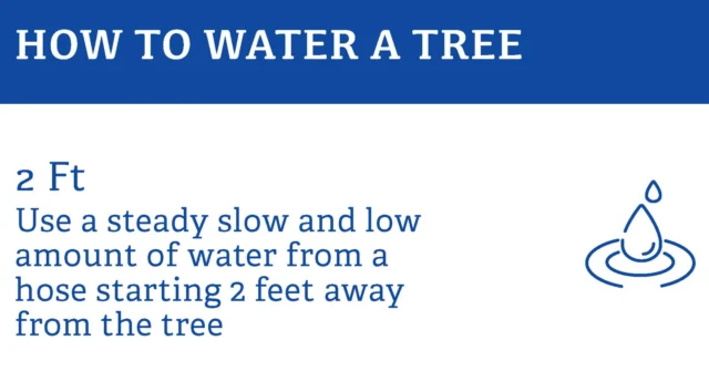 Stress from improper watering is one of the top stressors for trees in an urban setting. We reccomend deep slow and low watering to support root health. Think of it this way; if your are thirsty do you want someone to spray water at your mouth, or do you want to take slow drinks from a cup? Same for your trees. Sprinklers aren't enough.#extremeweather #treehealth #treecare #watering #drought

https://texastreesurgeons.com/blog/2025/05/17/watering-trees-in-north-texas/