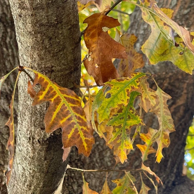 Bacterial Leaf Scorch can easily be mistaken for other ailments which is why laboratory confirmation is crucial. Working with a certified arborist ensures that proper sampling and interpretation of lab results are done.
#planthealthcare #elms #treehealthcare #bacterialleafscorch #certifiedarborists

https://texastreesurgeons.com/blog/2025/08/06/bacterial-leaf-scorch/