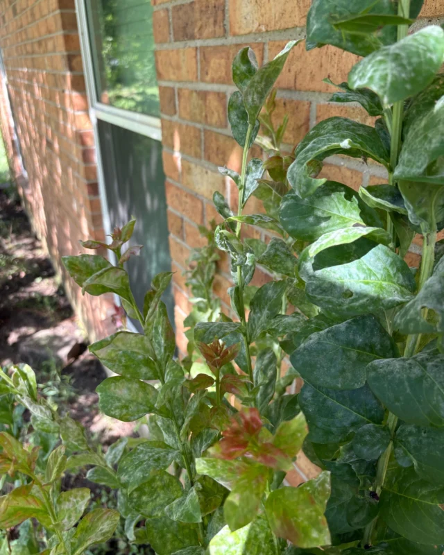 Powdery mildew is caused by a variety of fungi that produce millions of tiny spores. These spores are easily carried by the wind and can infect nearby trees and plants—especially in shaded, humid environments. Despite its name, powdery mildew doesn’t require wet leaf surfaces to spread; high humidity alone is enough to trigger outbreaks.

#powderymildew #crapemyrtle #magnolia #dogwoods #oaks #certifiedarborist #maples

https://texastreesurgeons.com/blog/2025/06/21/powdery-mildew/