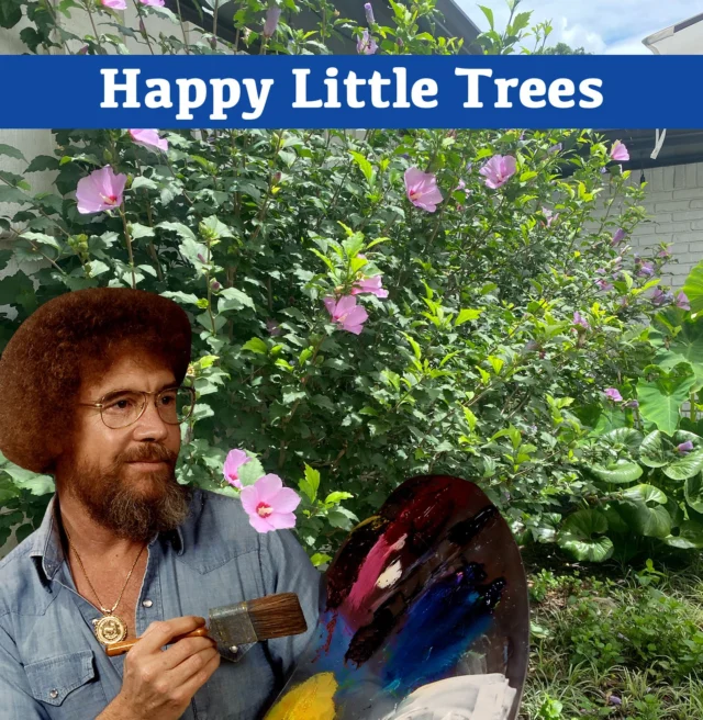 Bob Ross was right. Can anyone name this happy little tree? Hint, it goes by several different names.