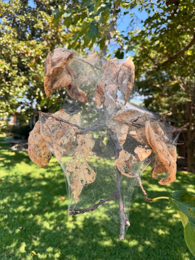 Our arborists have been seeing a lot of this recently. If you see this on your trees schedule treatment for next spring. Once the caterpillars emerge and begin feeding there are no effective insecticidal treatments. 

Maintaining overall tree health is what will help keep your hackberry healthy. 

💦 proper watering 
🌳 fertilization
🪚 pruning 

https://texastreesurgeons.com/hackberry-leafroller/