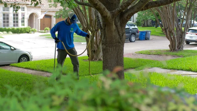 The hot and humid weather we've been getting is causing a lot of stress to the trees in our urban forest. Luckily most issues can be corrected by alleviating stress factors like nutrient deficiencies, poor soil structure, improper mulching, and incorrect watering.

https://texastreesurgeons.com/services/tree-health-care/