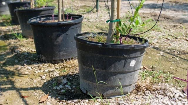 You might call us tree huggers, but the benefits of planting trees go beyond providing shade, they also improve mental health and well-being. Yeah, we love trees.
#treeplanting

https://texastreesurgeons.com/tree-planting-benefits-dfw/